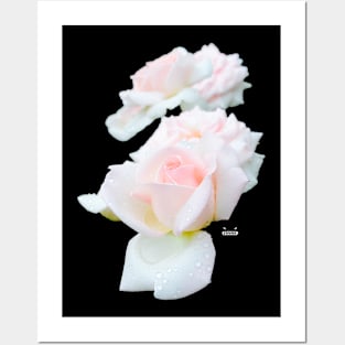 Rose in the dew on black / Swiss Artwork Photography Posters and Art